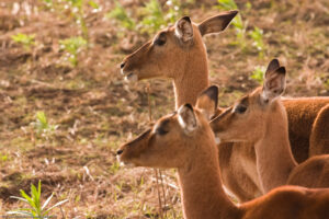 Impala