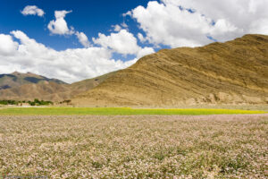 Altopiano tibetano, altitudine media 4.900 metri