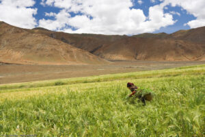 L´economia tibetana è dominata dall´agricoltura e dall´allevamento