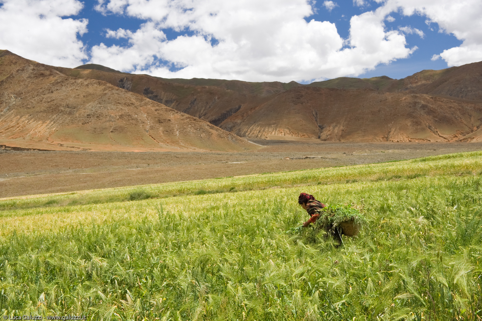 L´economia tibetana è dominata dall´agricoltura e dall´allevamento