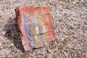 Petrified Forest, foresta pietrificata, Arizona