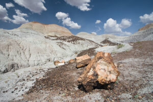 Petrified Forest, foresta pietrificata, Arizona