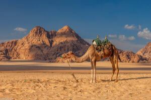 Il dromedario, chiamato anche cammello arabo