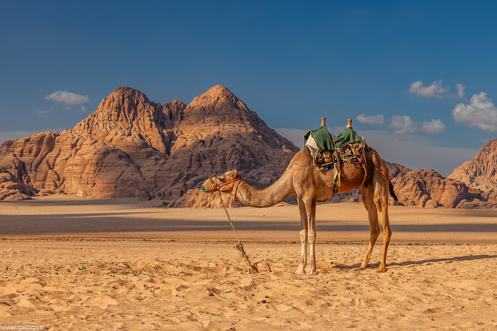 Il dromedario, chiamato anche cammello arabo