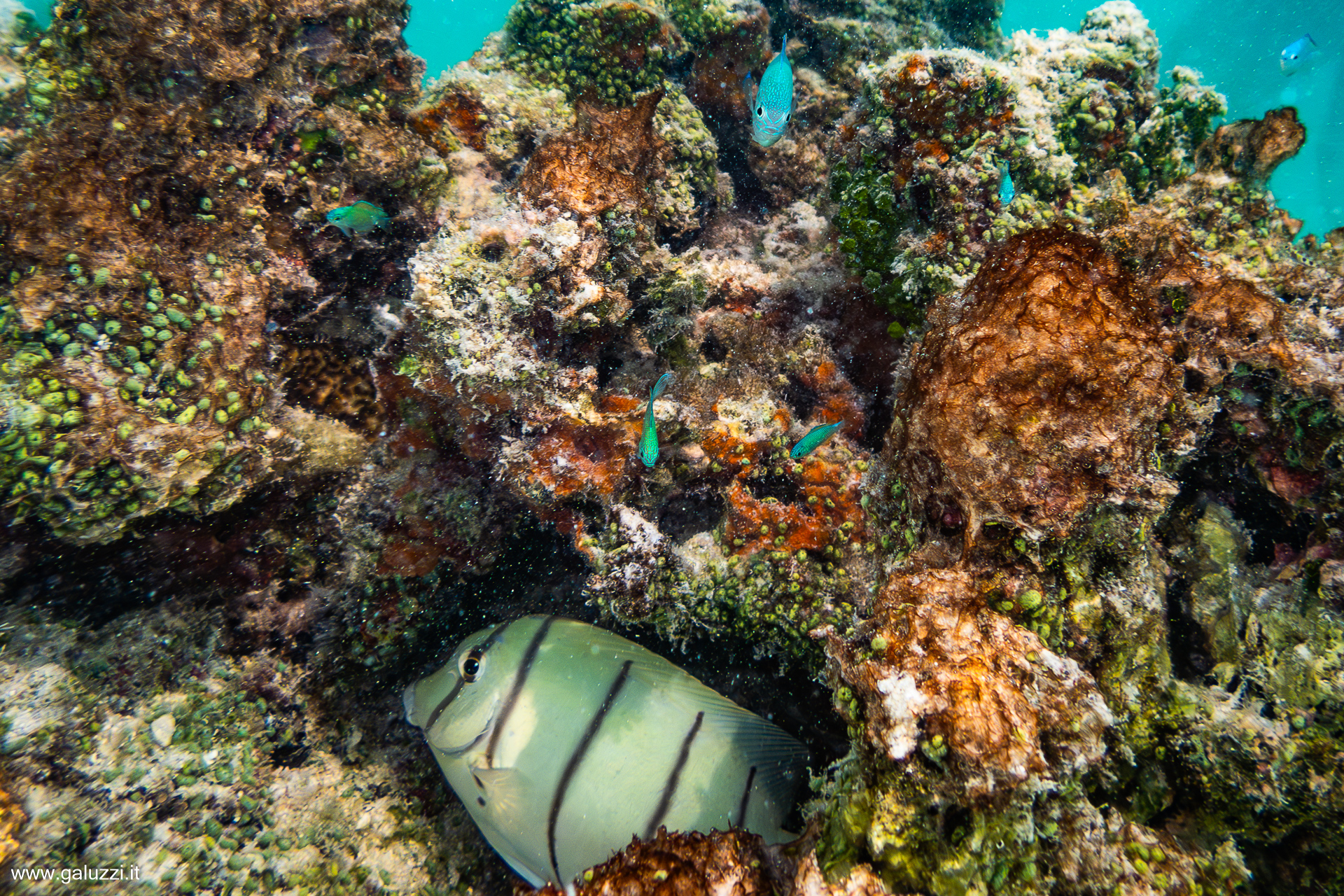 Pesce chirurgo pentastriato (Acanthurus triostegus)