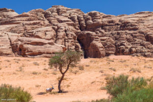 L'orice d'Arabia reintrodotto in Arabia Saudita dopo la sua quasi completa estinzione negli anni '70
