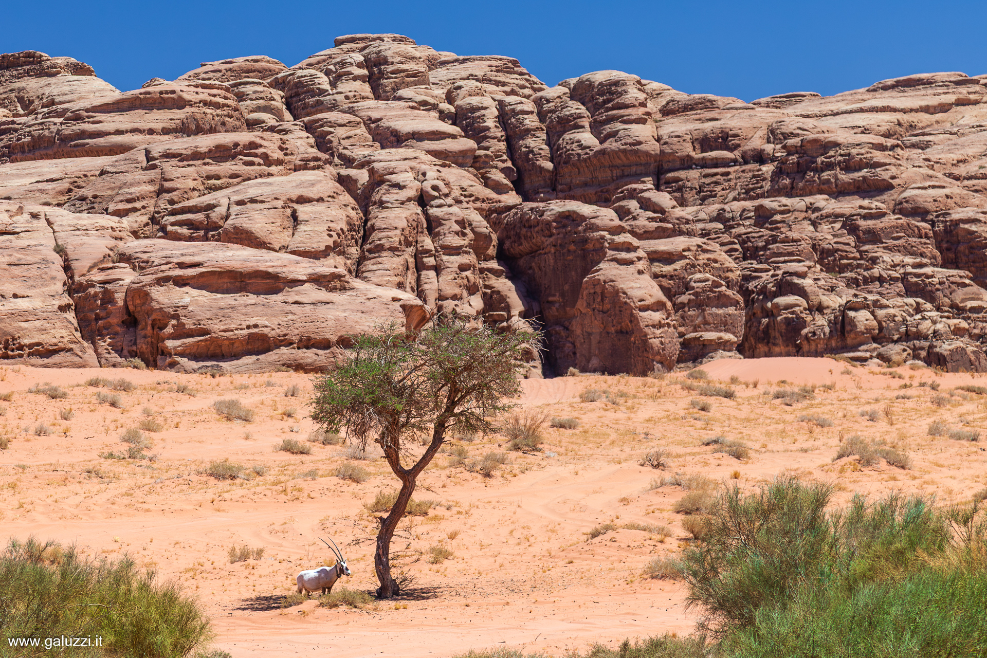L'orice d'Arabia reintrodotto in Arabia Saudita dopo la sua quasi completa estinzione negli anni '70