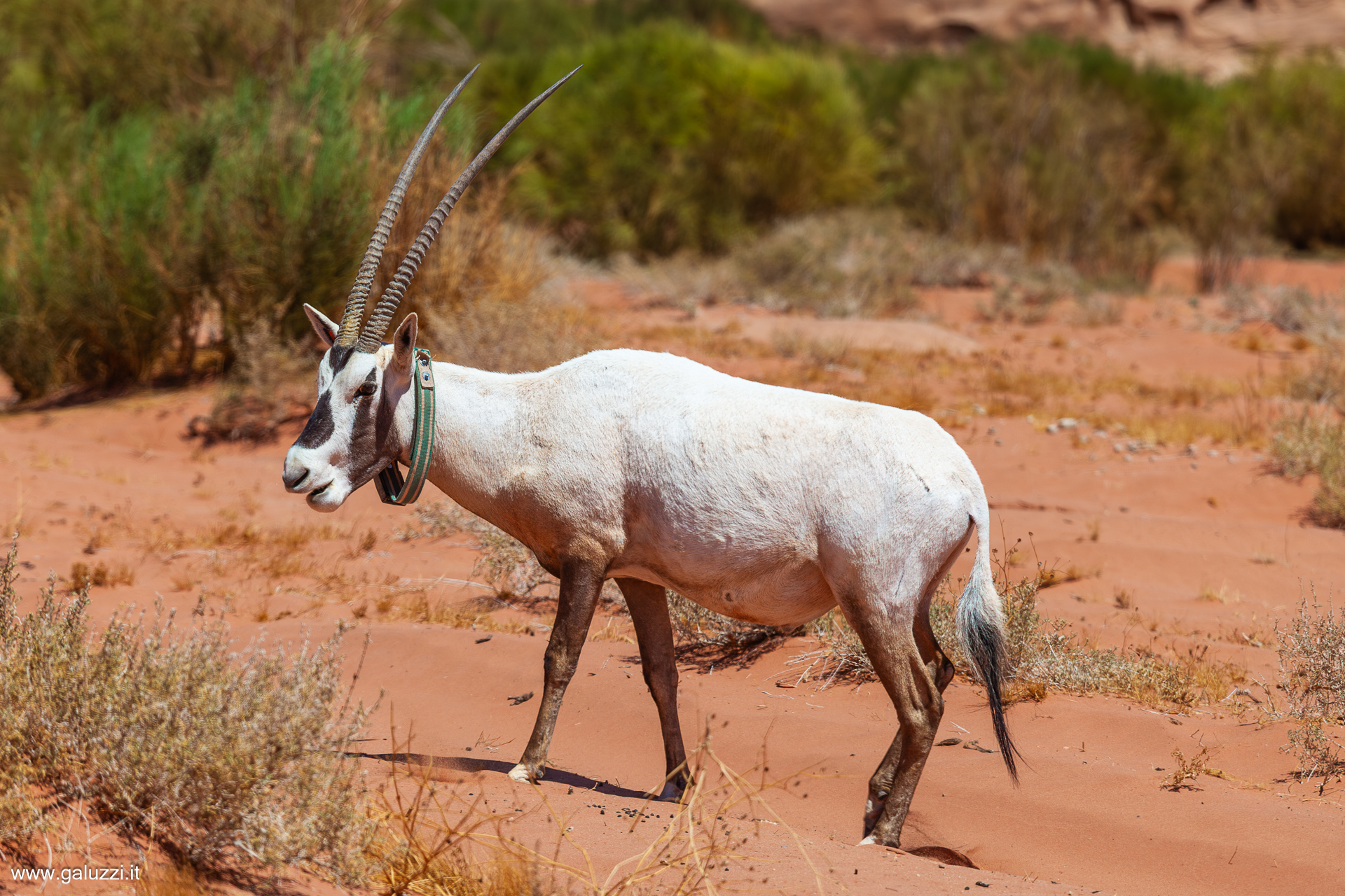 L'orice d'Arabia, antilope che vive nel torrido ambiente desertico grazie al suo bianco mantello